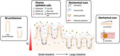 Gut-on-chip devices as intestinal inflammation models and their future for studying multifactorial diseases